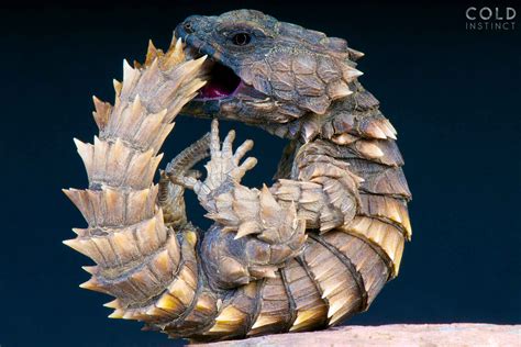 Jan 13, 2016 ... Armadillos are wild animals and are not legal to own. How ever there is an Armadillo lizard that can be kept. Armadillo Lizard Price at 5 ...